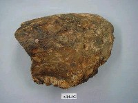 藏品(象齒化石)的圖片